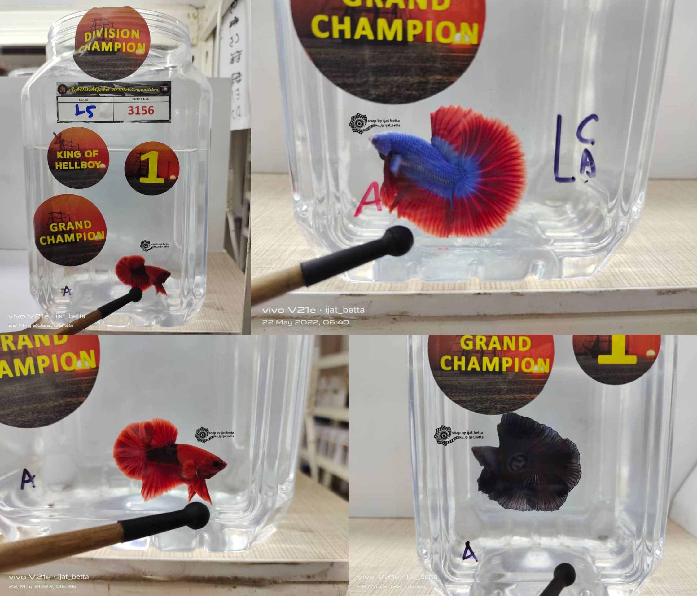 betta